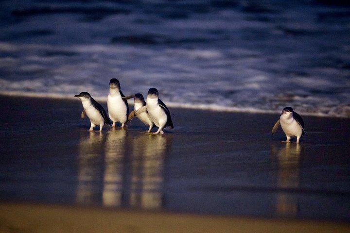 Phillip Island Small-Group Penguins & Wine Tour from Melbourne