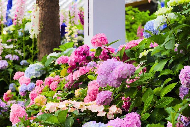 Nami Island, Petite France and Garden of Morning tour from Seoul
