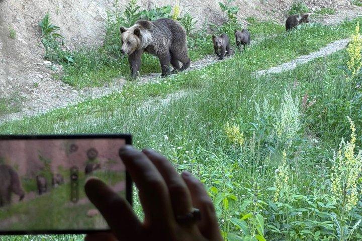 Bear Watching In Brasov: Observe Wild Bears From A Hideout (100%)