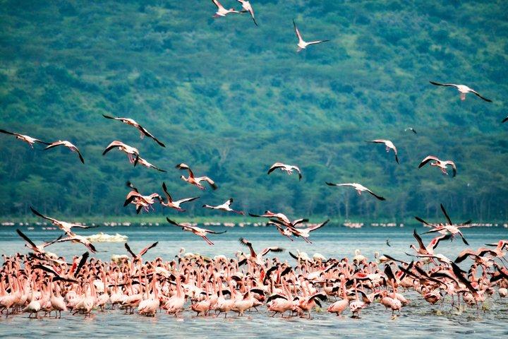 5 Days Bird Watching Nairobi Park Naivasha Elementaita Lk Nakuru