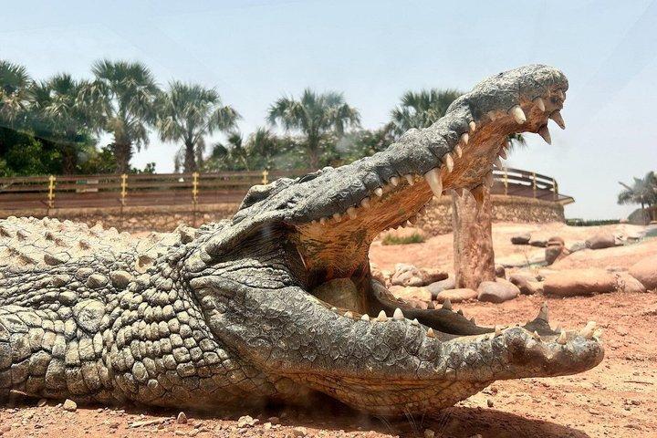 Morning Goats on Argan Trees & Crocoparc Tour with Entry Ticket