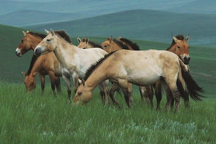 Private Khustai National Park and Wild Horse Day Tour