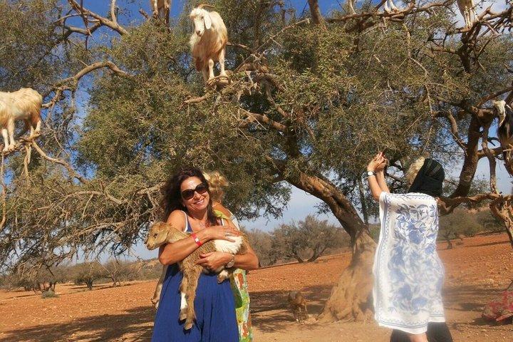 Sunrise Goats in Argan Trees & Agadir Souk Tour