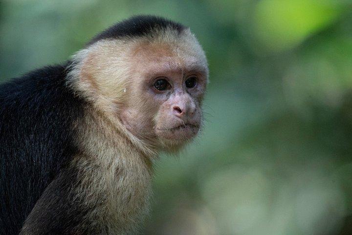 4x4 Jungle Safari to Waterfall & Delicious Rainforest Lunch