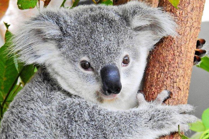 Kuranda Wildlife Experience Deluxe Multi Attraction Pass