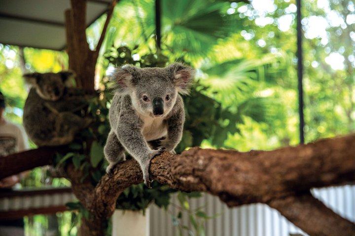 Kuranda Wildlife Experience Deluxe Multi Attraction Pass