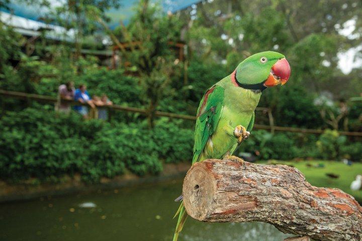 Kuranda Koala Gardens and Birdworld Admission Tickets