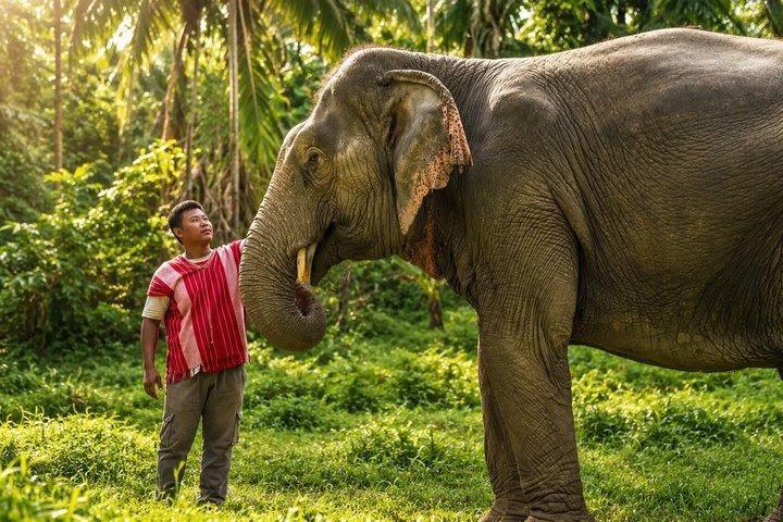 Khao Lak Ethical Elephant Sanctuary & Zipline Adventure