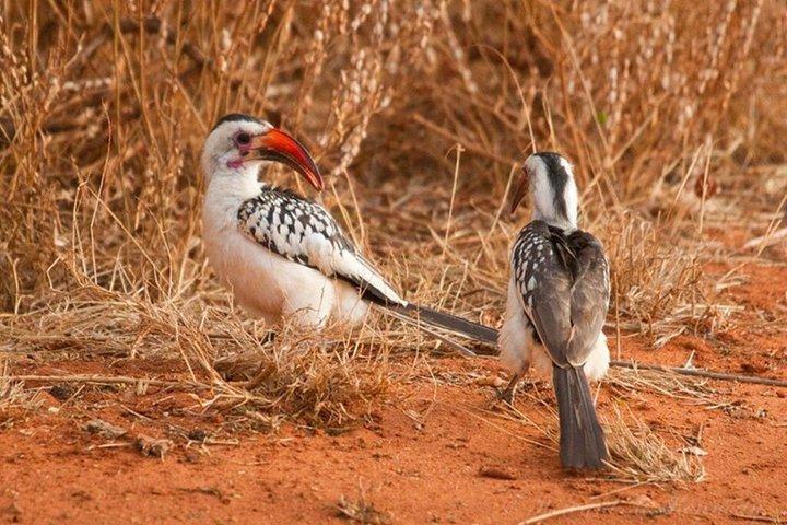 5 Days Bird Watching Nairobi Park Naivasha Elementaita Lk Nakuru