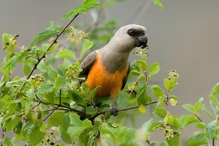 5 Days Bird Watching Nairobi Park Naivasha Elementaita Lk Nakuru