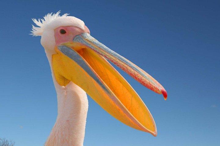 5 Days Bird Watching Nairobi Park Naivasha Elementaita Lk Nakuru