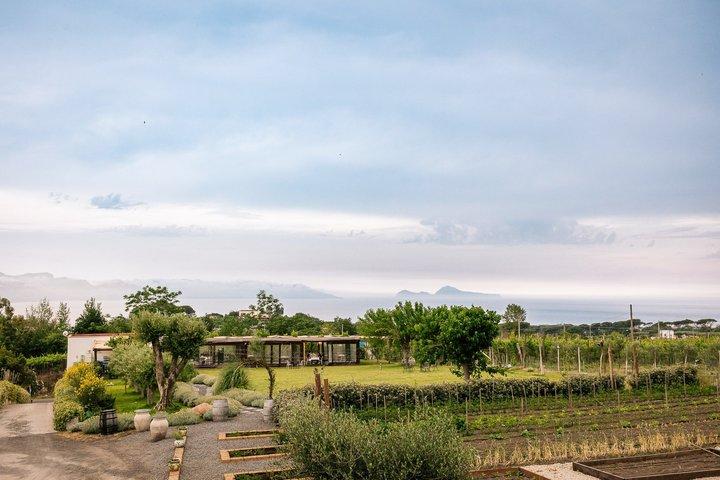 Pompeii Tour & Lunch with Wine Tasting Experience