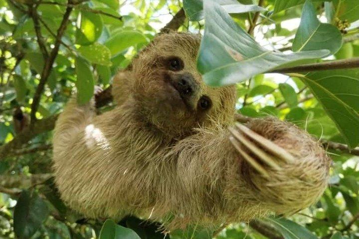 Palo Verde Wildlife Safari Adventure Sloth Watching &
