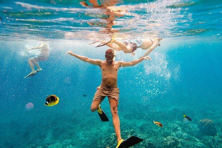 Lahaina Maui Sea Turtle Snorkel Sail Adventure w/Lunch & Open Bar
