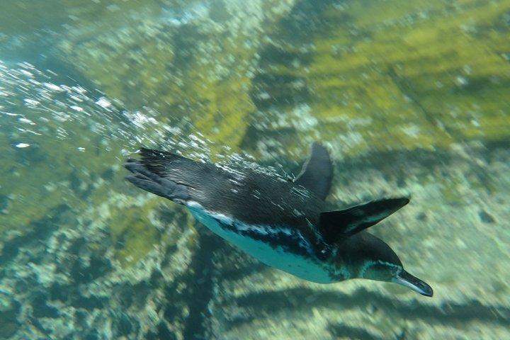 Full Day Snorkeling at Pinzon Island and Santa Cruz Landing
