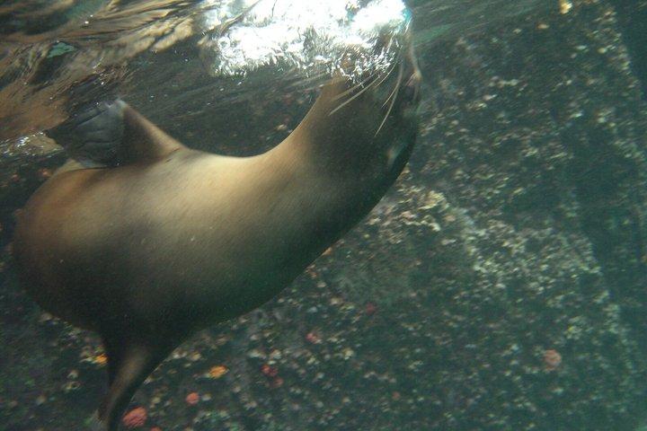 Full Day Snorkeling at Pinzon Island and Santa Cruz Landing