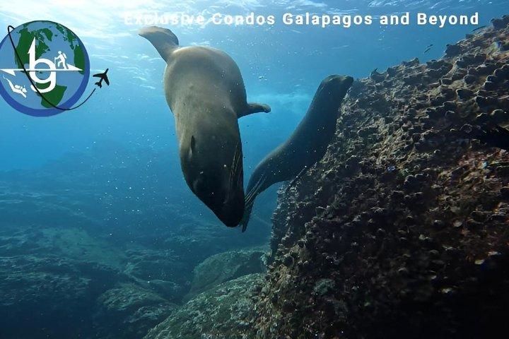 Full Day Snorkeling at Pinzon Island and Santa Cruz Landing