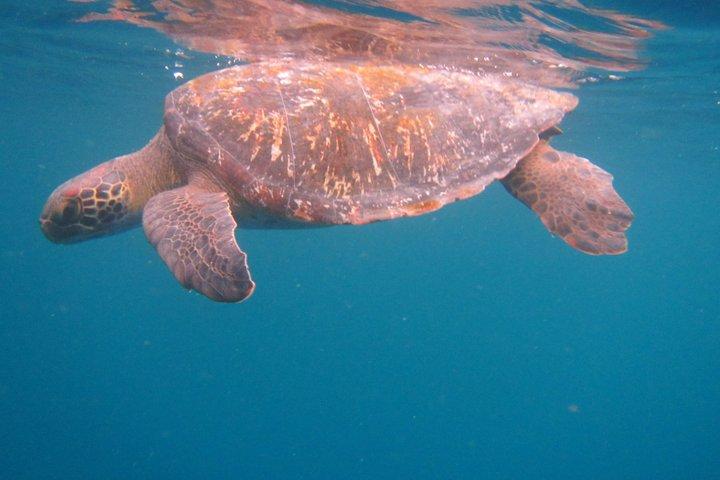 Full Day Snorkeling at Pinzon Island and Santa Cruz Landing
