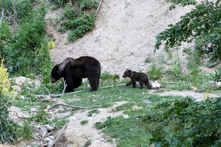 Bear Watching In Brasov: Observe Wild Bears From A Hideout (100%)