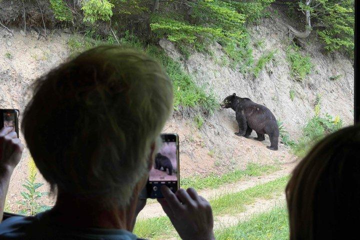 Bear Watching In Brasov: Observe Wild Bears From A Hideout (100%)