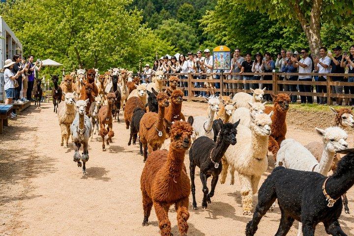Private Tour to Alpaca world &Nami Island& Railbike with Tickets