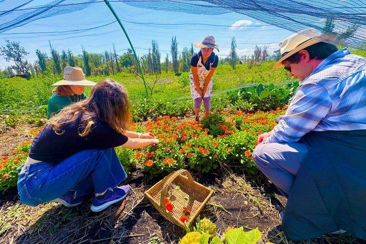 Kayak in Xochimilco:A journey through time to connect with nature