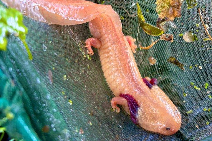 Kayak in Xochimilco:A journey through time to connect with nature