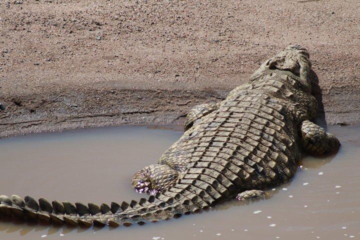 Multiday Tour in Samburu with Guide and Vehicle