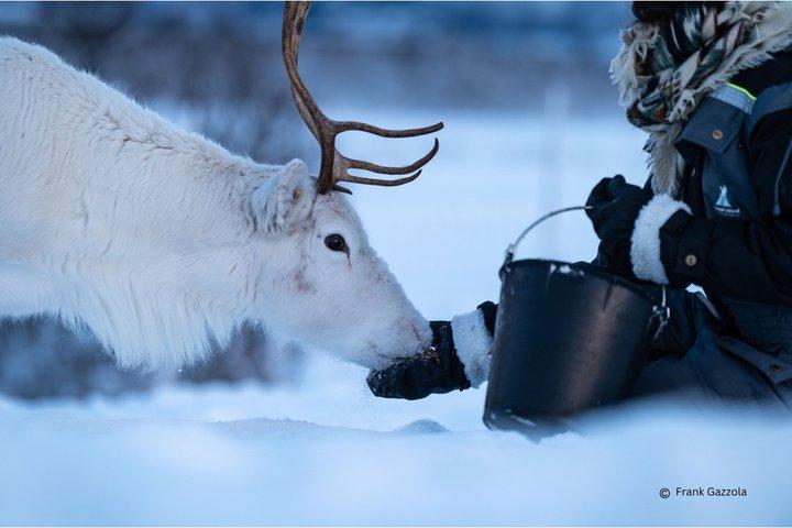Reindeer Feeding and Sami Culture Experience