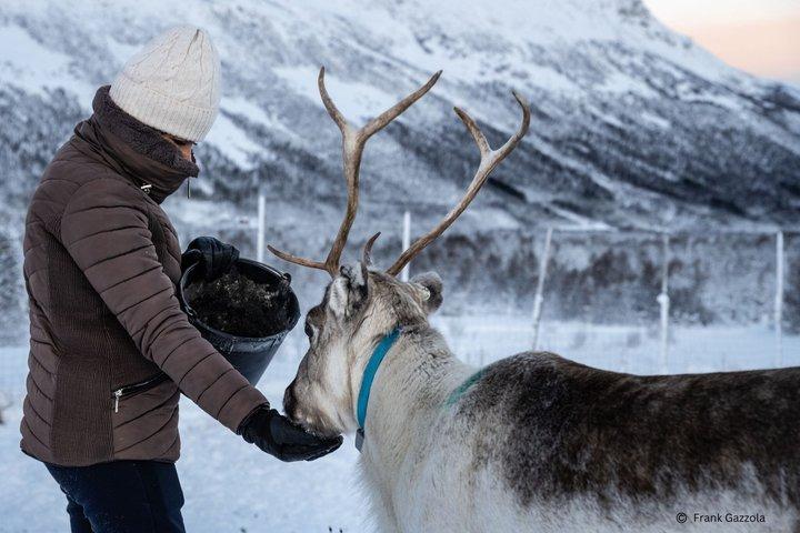 Reindeer Feeding and Sami Culture Experience