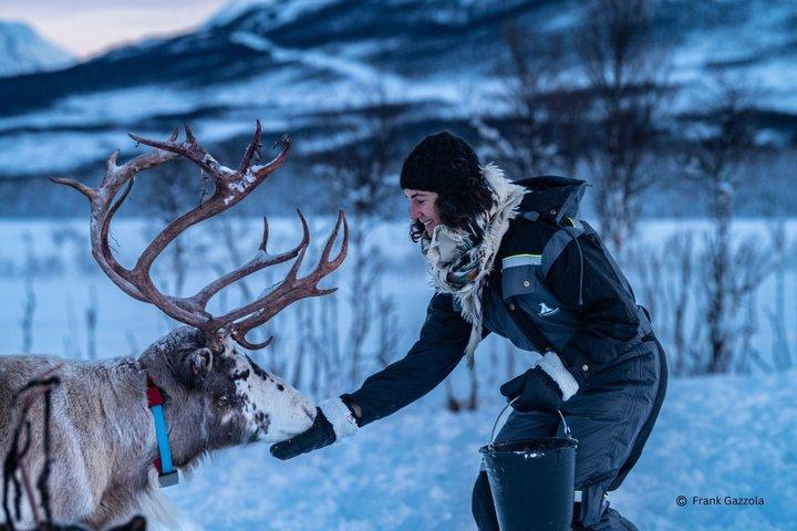 Reindeer Feeding and Sami Culture Experience
