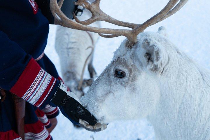 Reindeer Feeding and Sami Culture Experience