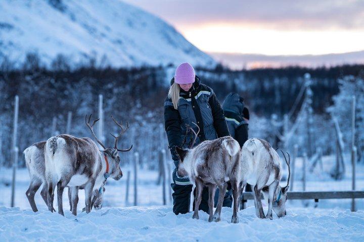 Reindeer Feeding and Sami Culture Experience