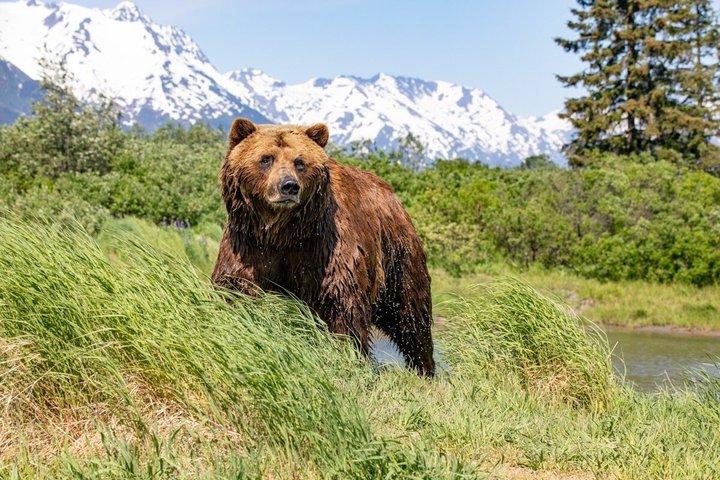 Anchorage to Seward Wildlife Adventure