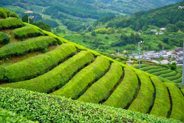 Tea Farm Tour in Sayama, Saitama