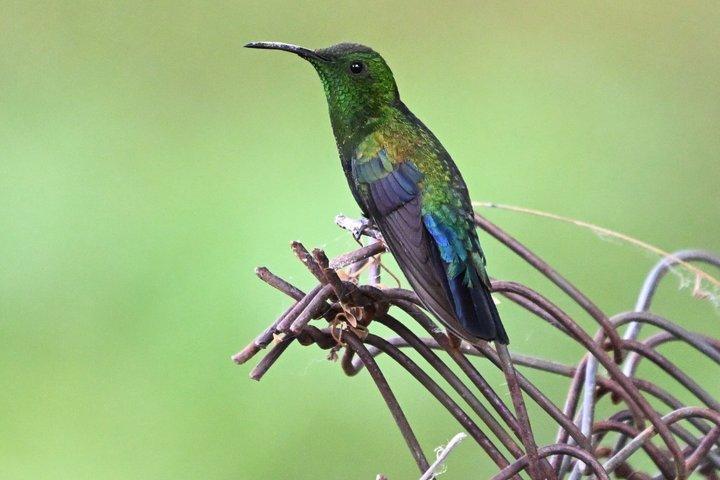 Bird Watching Tour with the Bird Whisperer in Montserrat