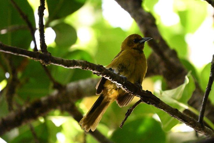 Bird Watching Tour with the Bird Whisperer in Montserrat