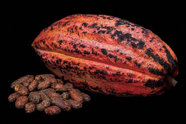 Traditional Oaxacan Chocolate Class