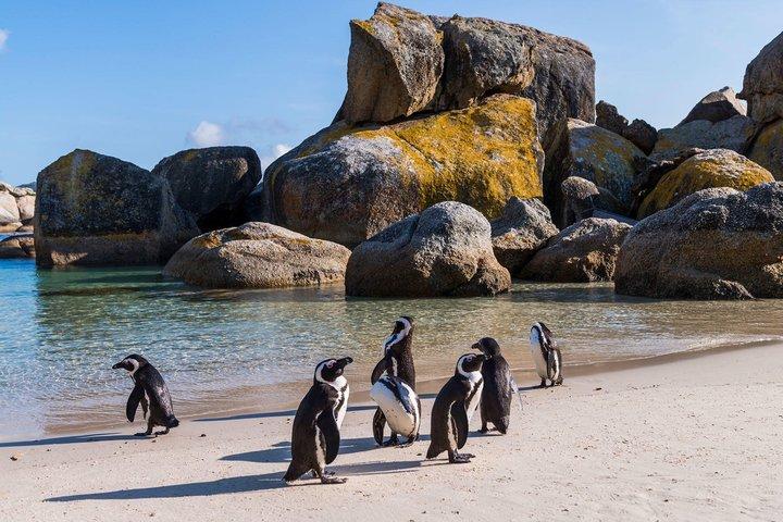 Cape of Good Hope & Boulders Penguins Group Tour from Cape Town