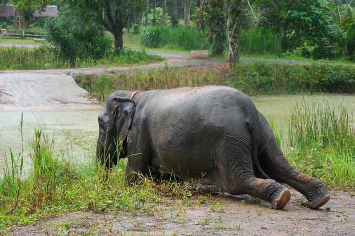 A Mini Moment at Krabi Roaming Elephant Sanctuary (NO-Touching)