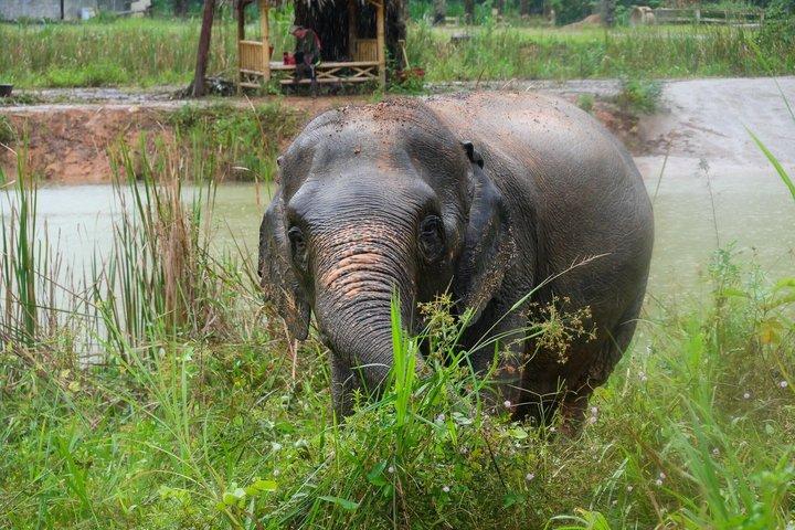 Half-Day Highlight with Elephants (NO-Touching) in Ao Nang