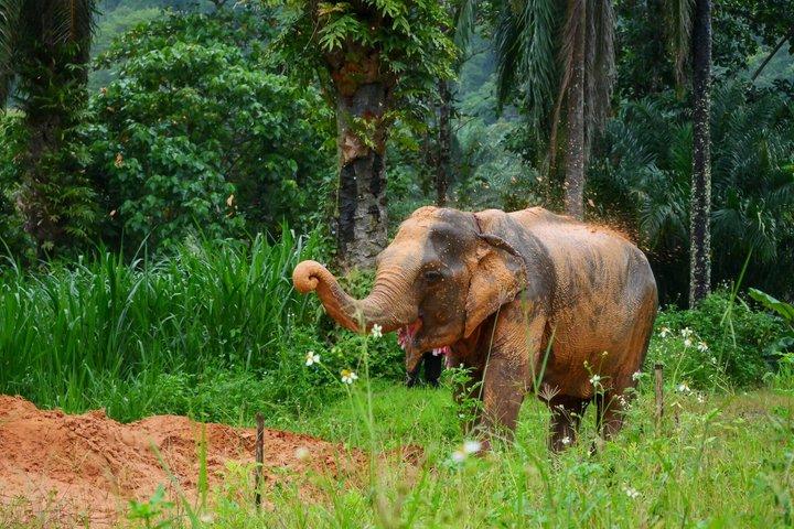 A Mini Moment at Krabi Roaming Elephant Sanctuary (NO-Touching)