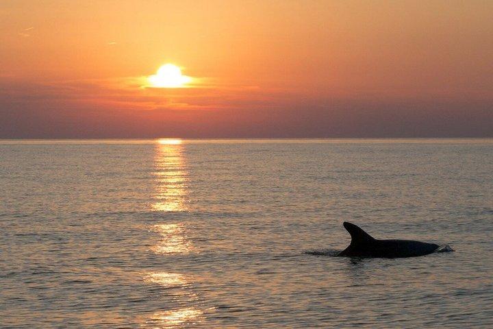 Brijuni National Park Dolphin Watching Cruise with Drinks