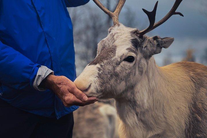 Reindeer Feeding & Sámi Culture Experience in Autumn