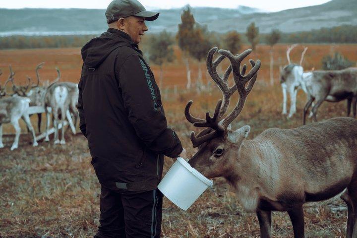 Reindeer Feeding & Sámi Culture Experience in Autumn