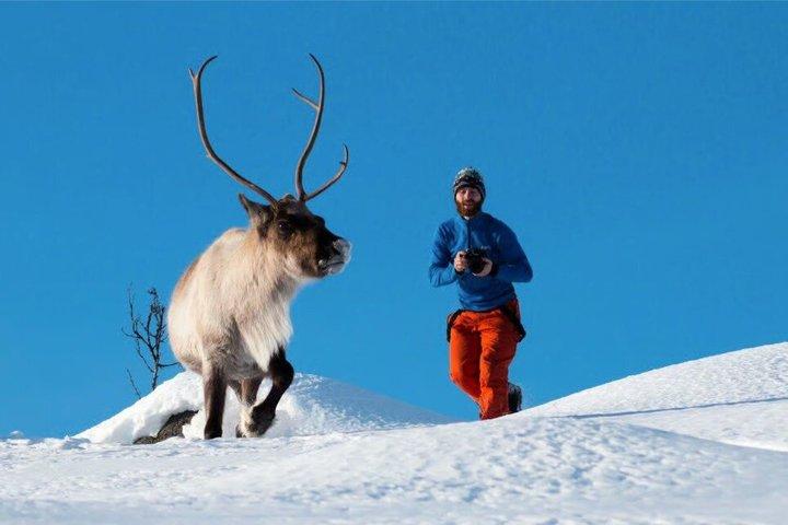 Tromsø: Arctic Fjord Trip with Scenic Lunch and Photo