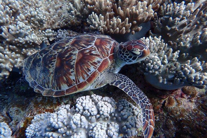 Okinawa Ishigaki Blue Cave Snorkeling Tour
