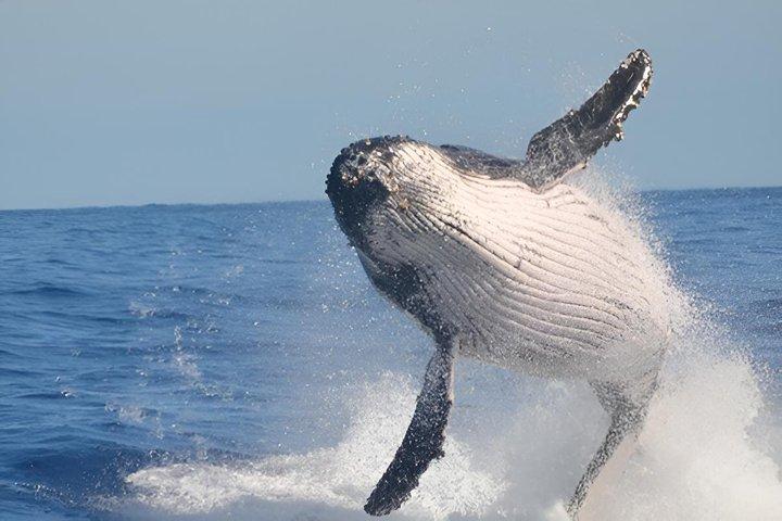 Cape Town To Hermanus Whale Watch and Penguin Shuttle Services