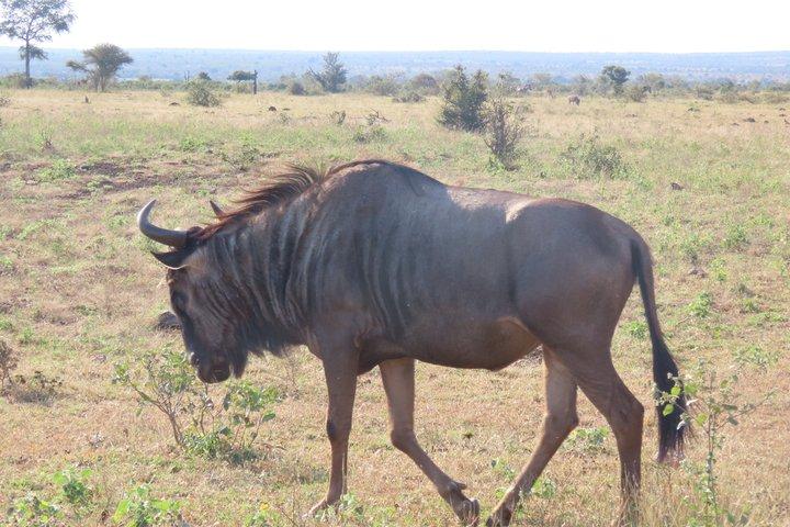 3 Day Kruger National Park Safari & Panorama Route