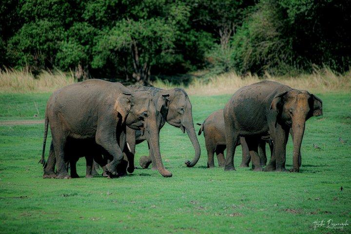 Minneriya National Park Half Day Private Safari With Expert Guide